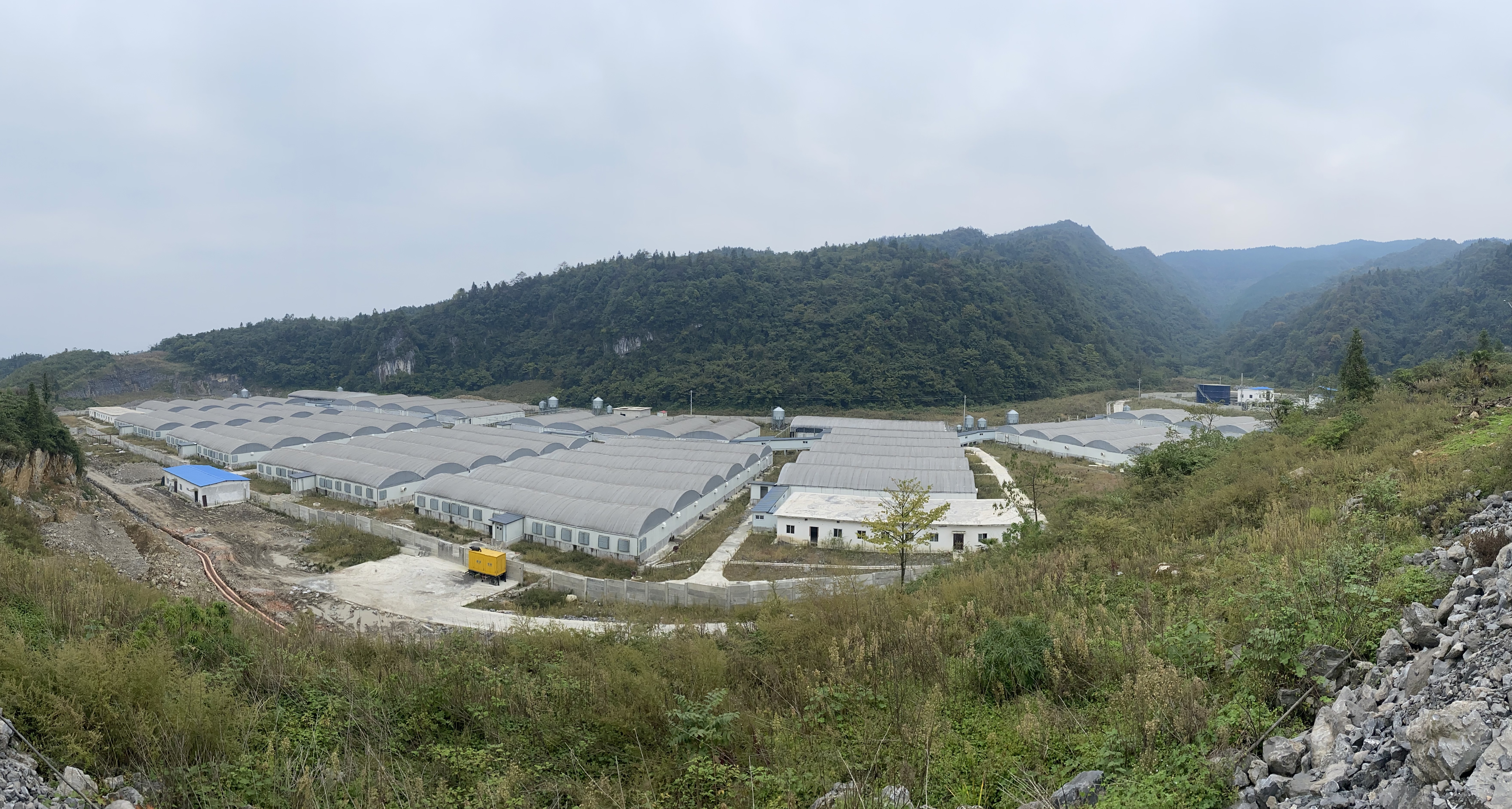 南充古藺紅光豬場
